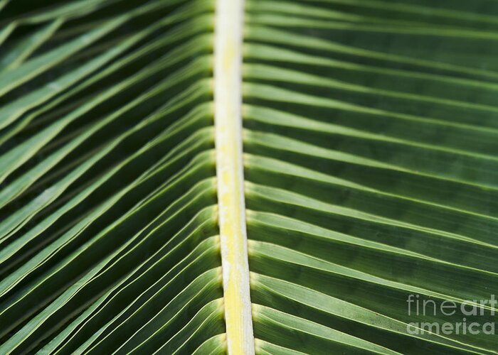 Organic Palm Greeting Card featuring the photograph Hope is a waking Dream by Sharon Mau