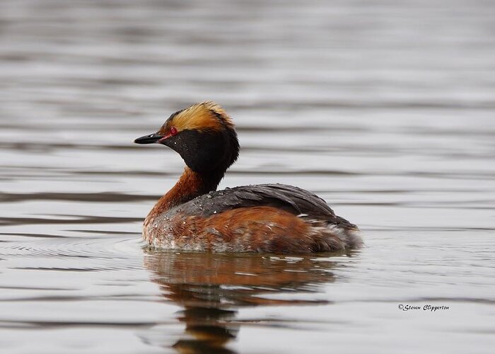 Grebe Greeting Card featuring the photograph Horned Grebe 3 by Steven Clipperton