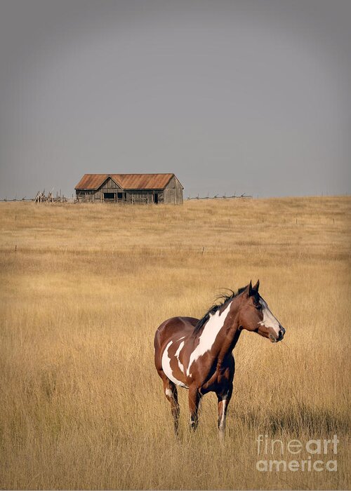 Horse Greeting Card featuring the photograph Horse and Barn by Jill Battaglia
