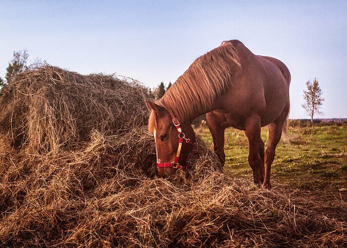 Horse Greeting Card featuring the photograph Horse Eating Grass by Patrick Matte