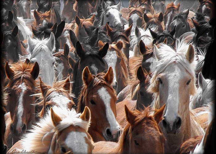 Horse Greeting Card featuring the photograph Horse Faces by Kae Cheatham