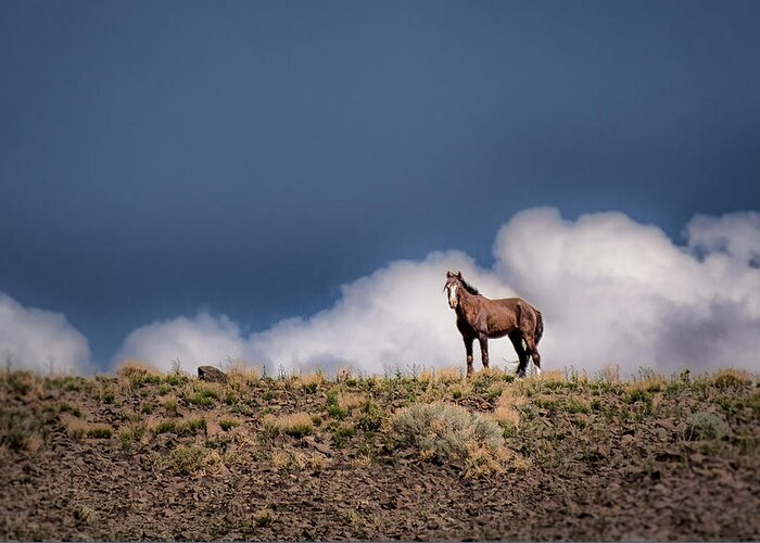 Wild Horse Greeting Card featuring the photograph Horse in the Clouds by Janis Knight