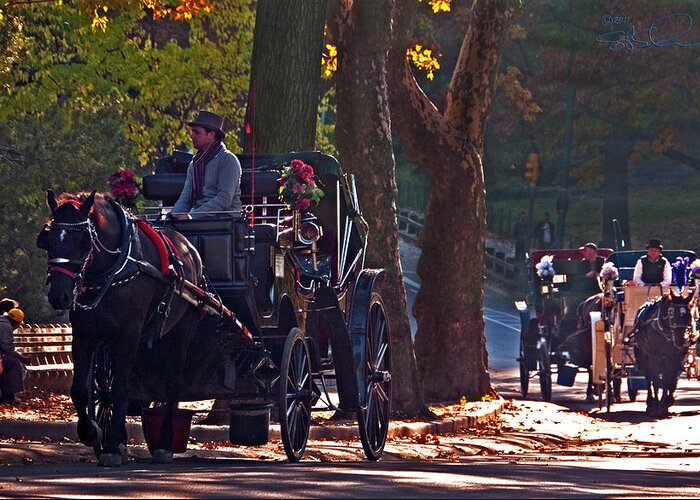 Central Park Greeting Card featuring the photograph Horse Play by S Paul Sahm