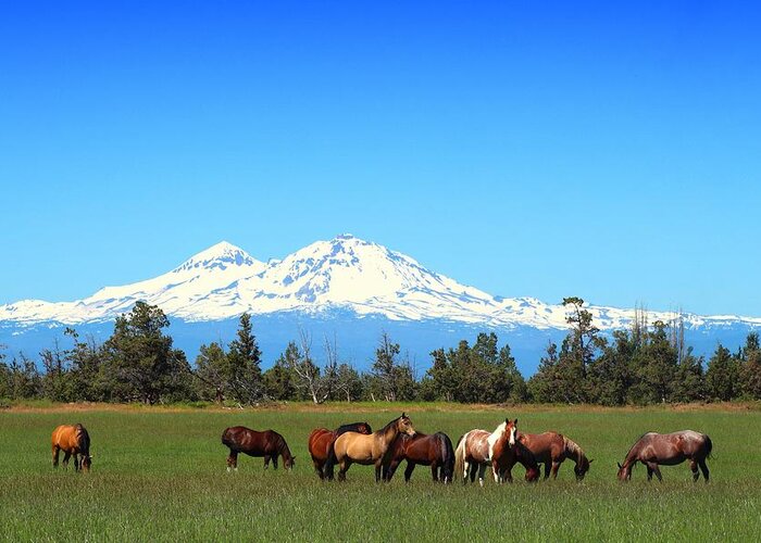 Sisters Mountain Greeting Card featuring the photograph Horses at Sisters Mountain by Lynn Hopwood