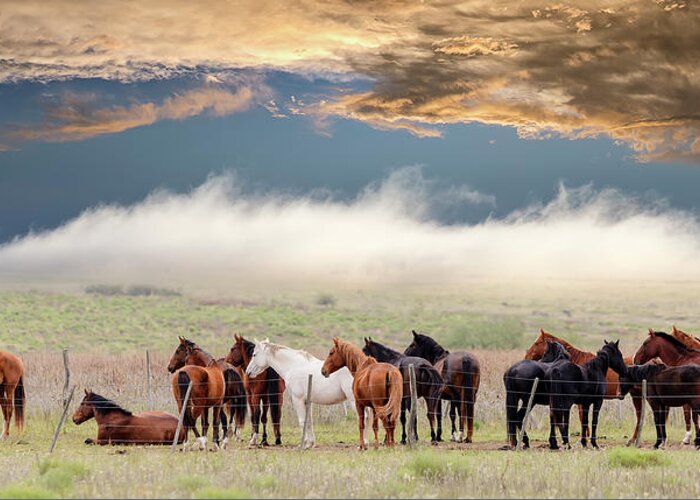Horse Greeting Card featuring the photograph Horses by Chechi Peinado