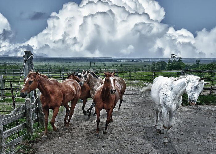 Horses. Hose Greeting Card featuring the photograph Horses coming home by Patrick Boening