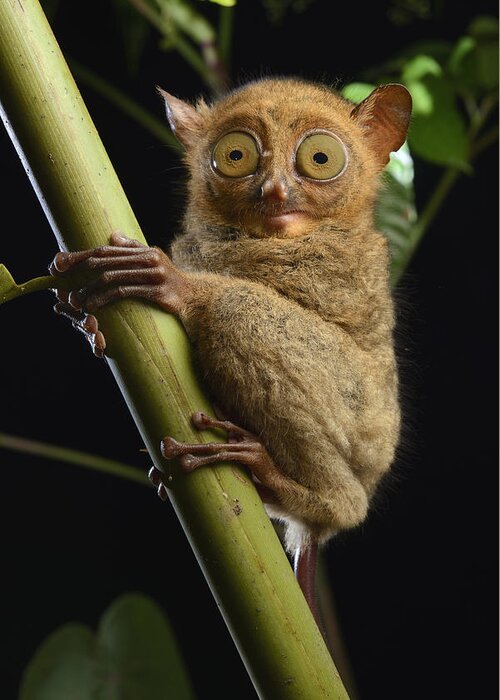 Ch'ien Lee Greeting Card featuring the photograph Horsfields Tarsier Kuching Malaysia by Ch'ien Lee