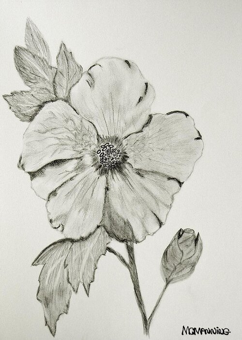 Hibiscus Pencil Drawn Work Canvas Print Greeting Card featuring the drawing Hot Biscuit by Celeste Manning