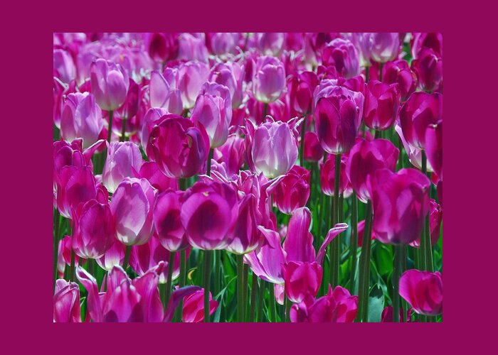 Pink Tulips Greeting Card featuring the photograph Hot Pink Tulips 3 by Allen Beatty