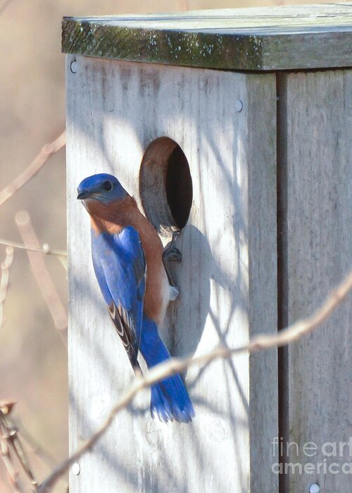Bluebird Greeting Card featuring the photograph House Hunting by Kerri Farley