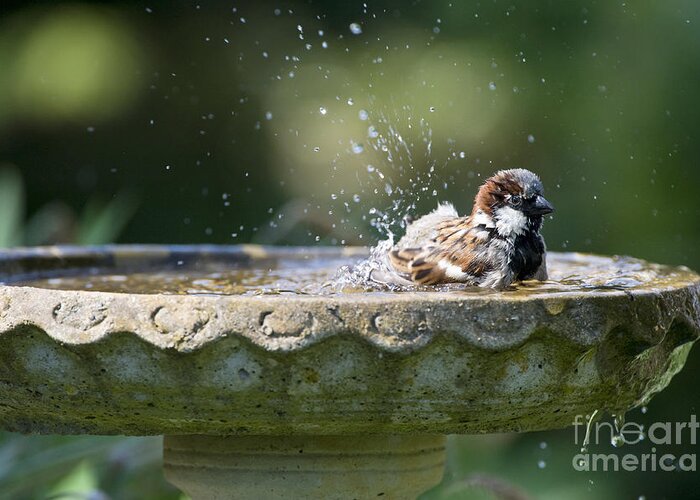 Sparrow Greeting Card featuring the photograph House Sparrow Washing by Tim Gainey