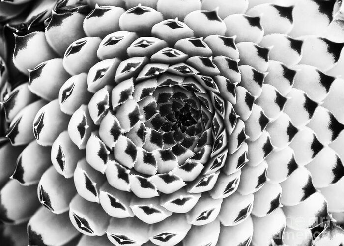 Sempervivum Calcareum Extra Greeting Card featuring the photograph Houseleek Pattern Monochrome by Tim Gainey