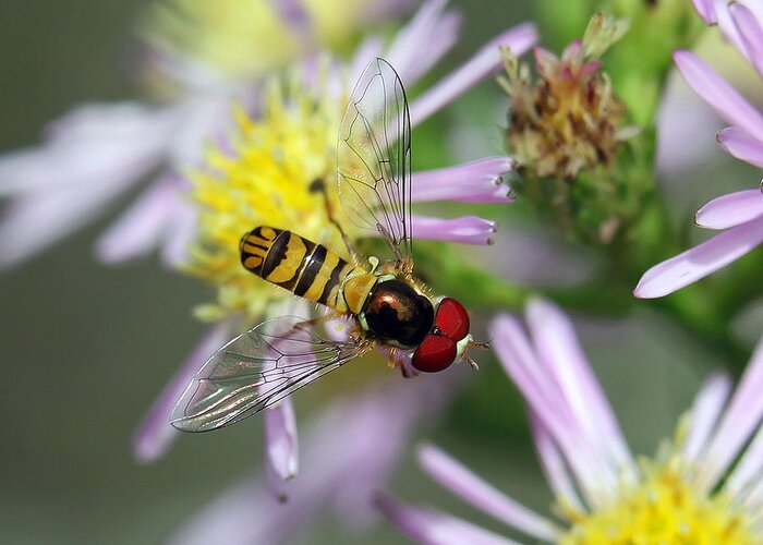 Macro Greeting Card featuring the photograph Hoverfly by Dusty Wynne