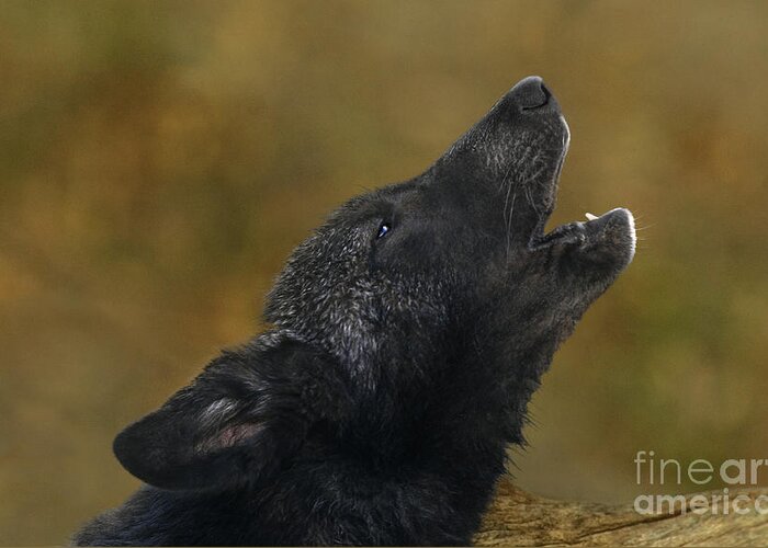 Gray Wolf Greeting Card featuring the photograph Howling Gray Wolf Pup Endangered Species Wildlife Rescue by Dave Welling