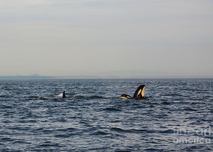 Orca Greeting Card featuring the photograph How's the View? by Gayle Swigart