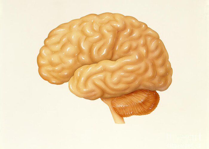 Illustration Greeting Card featuring the photograph Human Brain by Carlyn Iverson