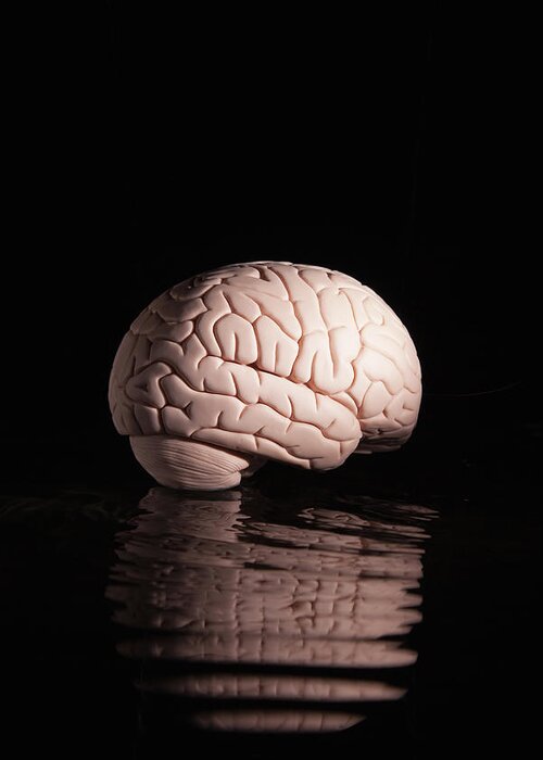 Tranquility Greeting Card featuring the photograph Human Brain With Reflection by Pm Images