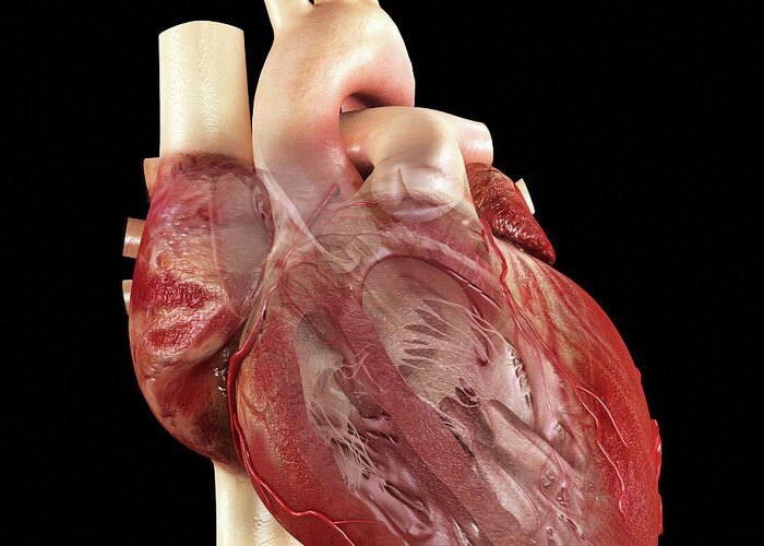 Left Ventricle Greeting Card featuring the photograph Human Heart by Medi-mation/science Photo Library