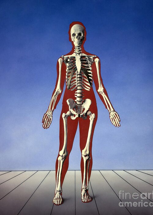 Skeleton Greeting Card featuring the photograph Human Skeleton by Bill Longcore