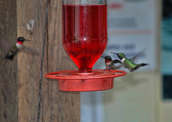 Hummingbirds Greeting Card featuring the photograph Hummers by David Armstrong