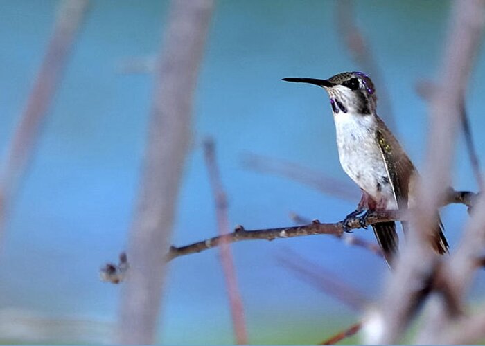 Bird Greeting Card featuring the photograph Hummingbird 20323 3 by Jerry Sodorff