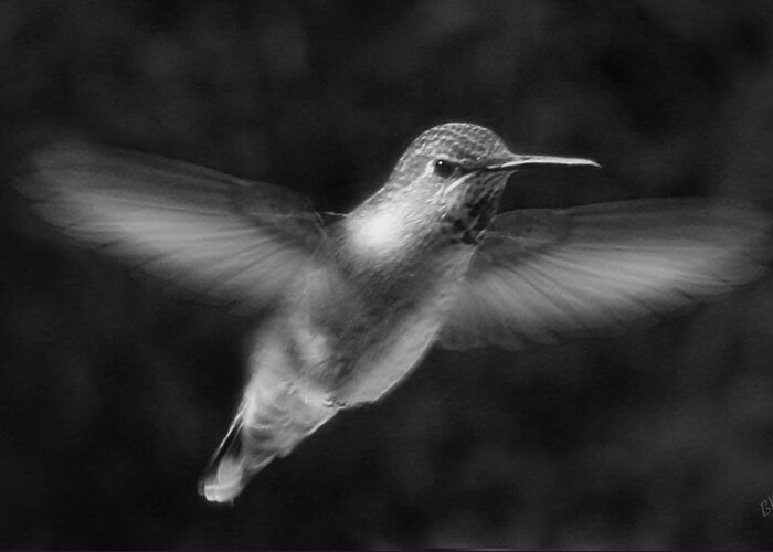 Bird Greeting Card featuring the photograph Hummingbird by Ben and Raisa Gertsberg