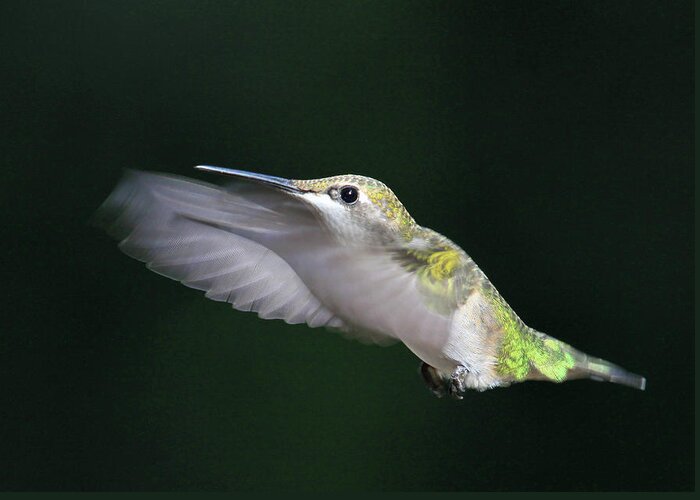 Animal Themes Greeting Card featuring the photograph Hummingbird Caught In Mid Air by Photos By Michael Crowley