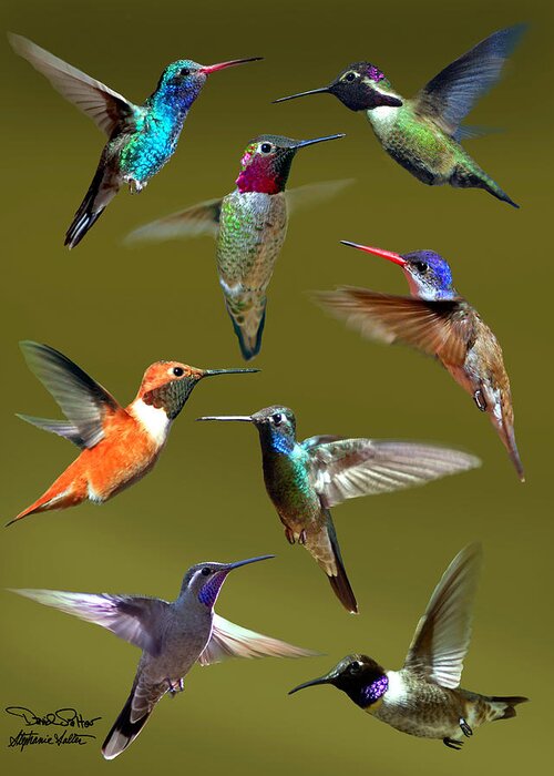 Nature Greeting Card featuring the photograph Hummingbird Collage by David Salter
