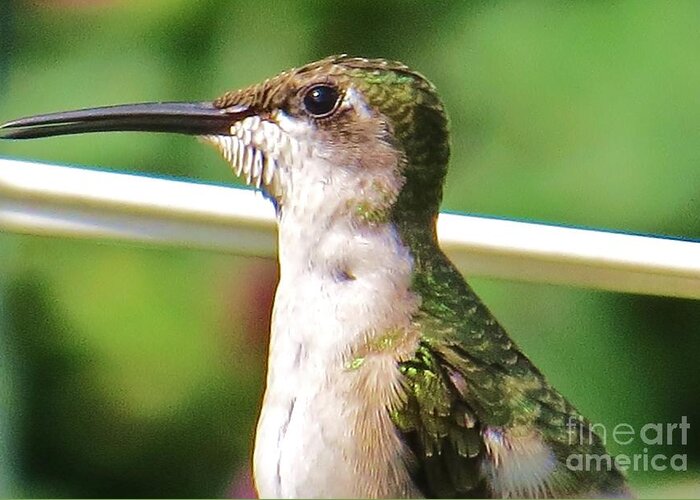 Hummingbird Greeting Card featuring the photograph Hummingbird Details 5 by Judy Via-Wolff