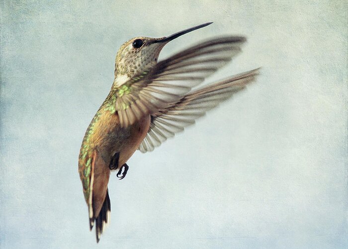 New Mexico Greeting Card featuring the photograph Hummingbird In Flight by Cgander Photography