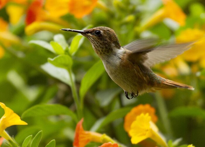 Bird Greeting Card featuring the photograph Hummingbird looking for food by Heiko Koehrer-Wagner