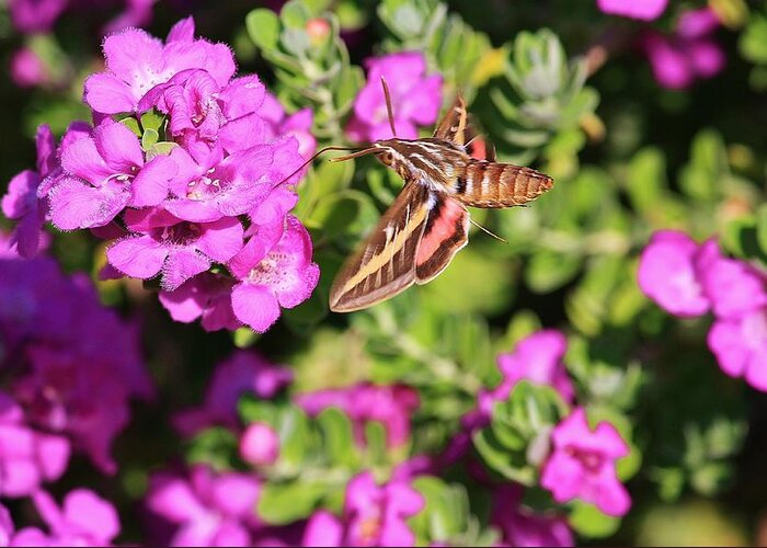 Flowers Greeting Card featuring the photograph Hummingbird Moth by Marcia Breznay
