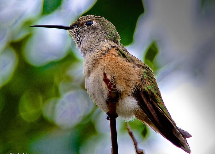 Hummingbird Greeting Card featuring the photograph Hummingbird on a Branch by Stephen Johnson