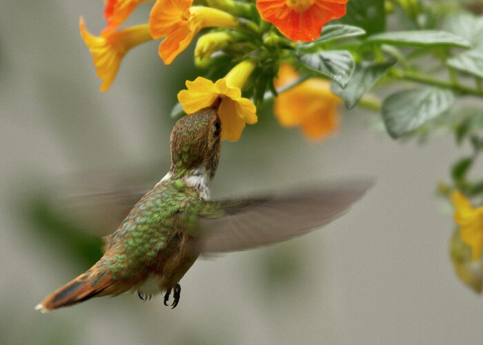 Bird Greeting Card featuring the photograph Hummingbird sips Nectar by Heiko Koehrer-Wagner
