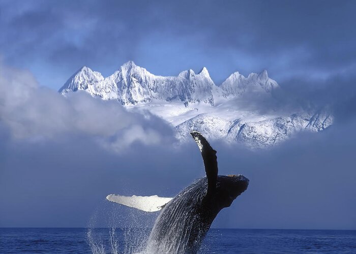 Hyde Greeting Card featuring the photograph Humpback Whale Breaches In Clearing Fog by John Hyde