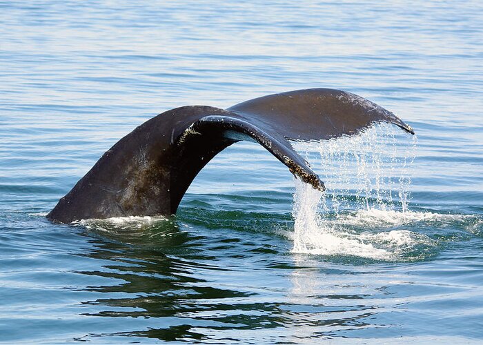 humpback Whale Whale Greeting Card featuring the photograph Humpback Whale fluke. by Evelyn Garcia