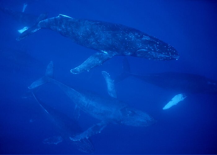 Feb0514 Greeting Card featuring the photograph Humpback Whale Traveling Group Maui by Flip Nicklin