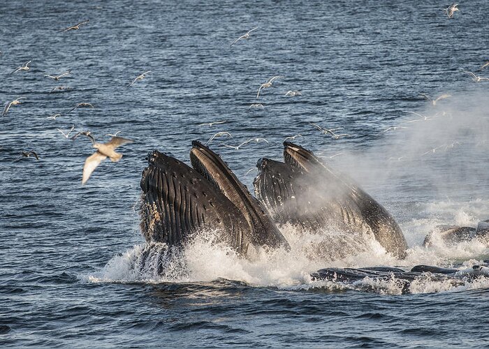 Feb0514 Greeting Card featuring the photograph Humpback Whales Feeding With Gulls by Flip Nicklin