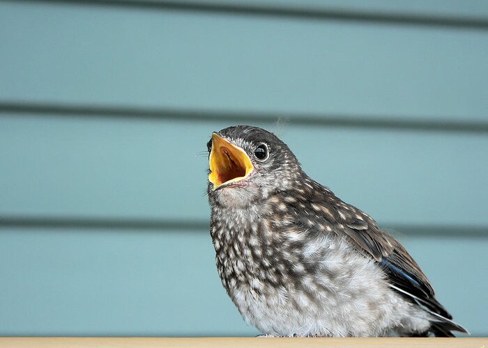 Hungry Baby Bluebird Greeting Card featuring the photograph Hungry Baby Bluebird by Kathy K McClellan