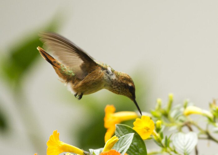Hummingbird Greeting Card featuring the photograph Hungry Flowerbird by Heiko Koehrer-Wagner