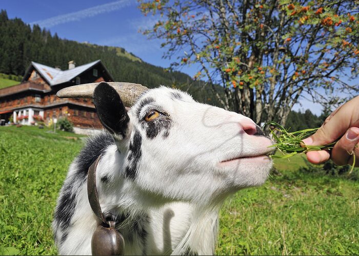 Goat Greeting Card featuring the photograph Hungry goat by Matthias Hauser