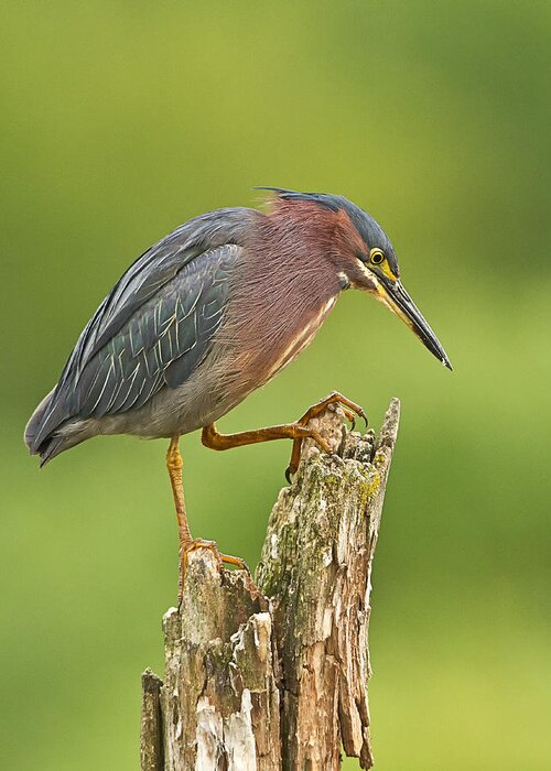 John Vose Greeting Card featuring the photograph Hunting Green Heron by John Vose