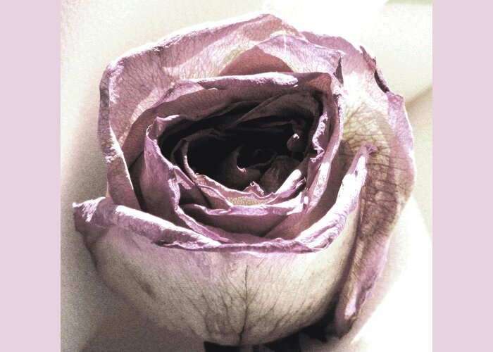 Roses Greeting Card featuring the photograph Hush by Angela Davies
