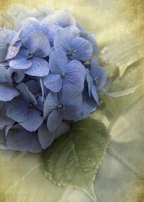Hydrangea Greeting Card featuring the photograph Hydrangea 2 by Angie Vogel