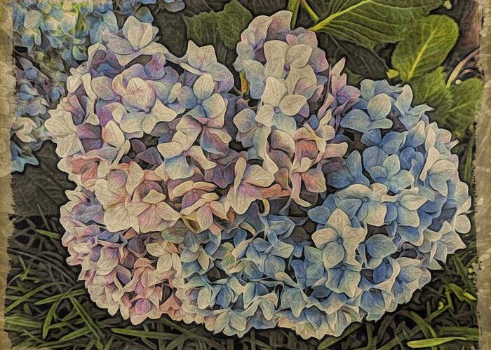 Iphone Greeting Card featuring the photograph Hydrangea Blossoms by Victoria Porter