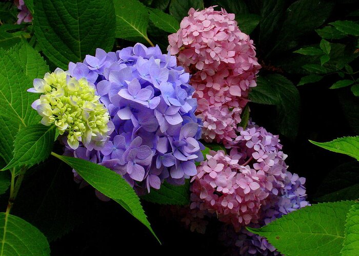 Fine Art Greeting Card featuring the photograph Hydrangea Glow by Rodney Lee Williams