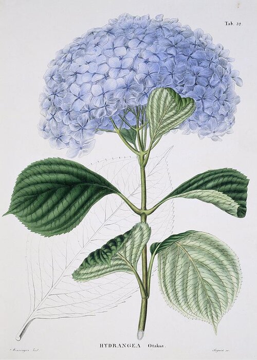 French Hydrangea Greeting Card featuring the photograph Hydrangea macrophylla 'Otaksa', artwork by Science Photo Library