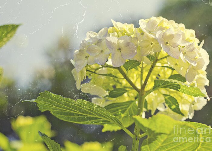 Hydrangea Greeting Card featuring the photograph Hydrangea with Tattered Grey Vintage Texture by Beverly Claire Kaiya