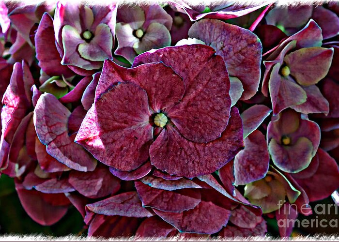 Nature Greeting Card featuring the photograph Hydrangeas in rich rose color by Debbie Portwood