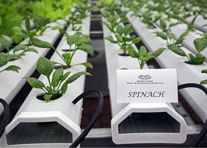 Community Greeting Card featuring the photograph Hydroponic Spinach At A Hospital Farm by Jim West